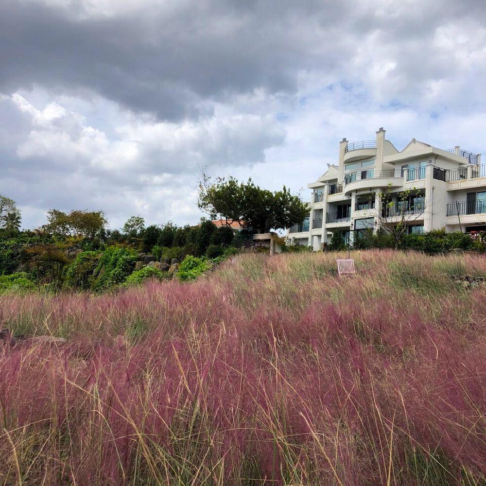 位於濟州島的Manor Blanc咖啡廳，粉黛亂子草庭院與現代建築完美融合，提供遊客一個悠閒的休憩空間